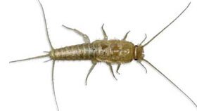 Gümüşcün / Gümüş Böceği